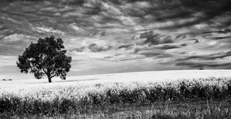 (CreativeWork) canola fields -VIC - by Roney Senanayake. Other Media. Shop online at Bluethumb.