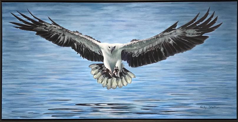 Sea Eagle flying into water to catch a fish.