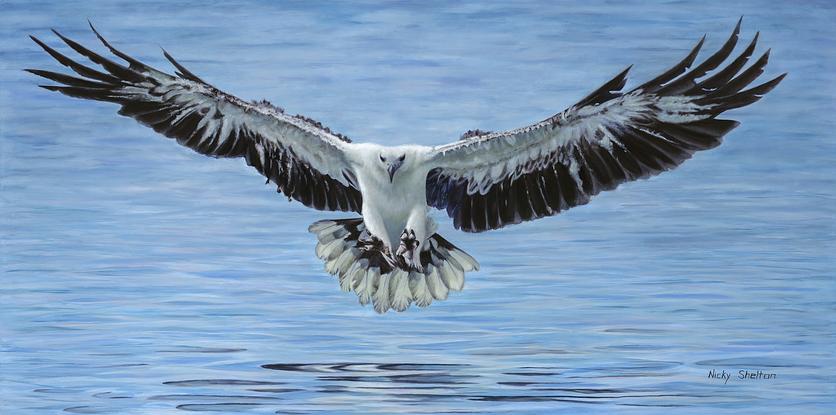 Sea Eagle flying into water to catch a fish.