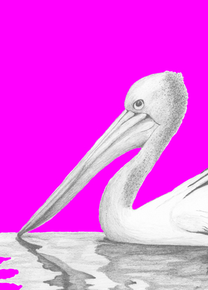 (CreativeWork) Australian Pelican (Purple) Head Ed. 12 of 50 by Peter Tugwell. Reproduction Print. Shop online at Bluethumb.