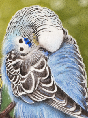 Two Budgerigars sleeping together on a branch 