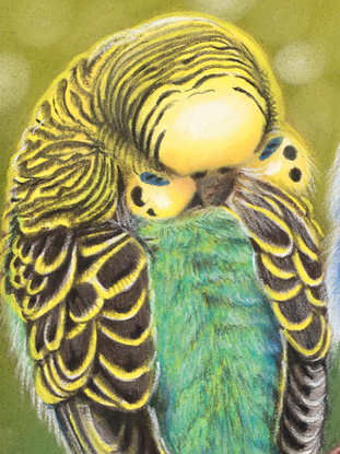 Two Budgerigars sleeping together on a branch 