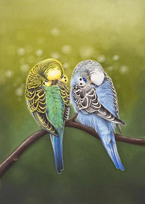 Two Budgerigars sleeping together on a branch 