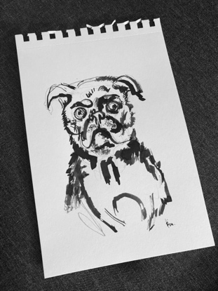 A pug portrait in black ink 