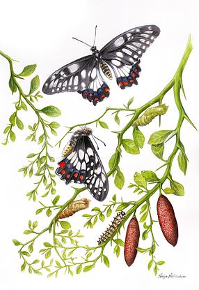 A detailed watercolour painting of a butterfly life cycle, with a white paper background. Branches and leaves of native finger lime bush sweep from the sides through the artwork. At the top middle of the painting, is a Dainty Swallowtail butterfly, wings fully open in flight. Immediately below the butterfly is a side view of the same species of butterfly - it is clinging to a finger lime branch, having just emerged from its coccoon, its wings are almost ready to fly. Under it is the empty brown chrysalis or coccoon it just emerged from. Nearby is another butterfly's coccoon, green and full of life. There is also a caterpillar of this butterfly species, and two tiny eggs resting on a leaf. The butterfly life cycle can be "read" looking from the bottom to the top of the painting. At the bottom right corner of the painting are two ripe red fruits of the finger lime bush. 