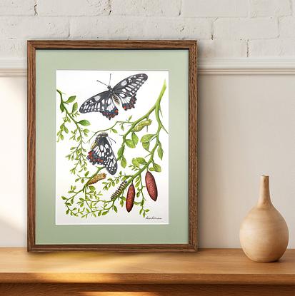 A detailed watercolour painting of a butterfly life cycle, with a white paper background. Branches and leaves of native finger lime bush sweep from the sides through the artwork. At the top middle of the painting, is a Dainty Swallowtail butterfly, wings fully open in flight. Immediately below the butterfly is a side view of the same species of butterfly - it is clinging to a finger lime branch, having just emerged from its coccoon, its wings are almost ready to fly. Under it is the empty brown chrysalis or coccoon it just emerged from. Nearby is another butterfly's coccoon, green and full of life. There is also a caterpillar of this butterfly species, and two tiny eggs resting on a leaf. The butterfly life cycle can be "read" looking from the bottom to the top of the painting. At the bottom right corner of the painting are two ripe red fruits of the finger lime bush. 