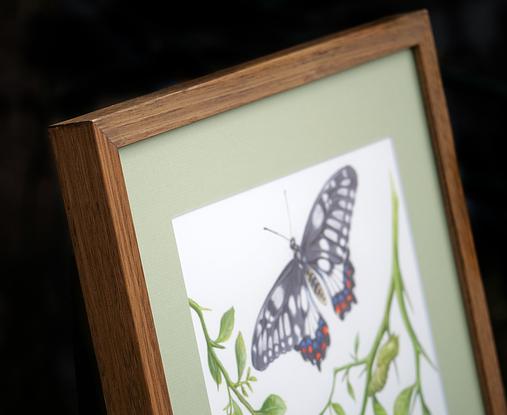 A detailed watercolour painting of a butterfly life cycle, with a white paper background. Branches and leaves of native finger lime bush sweep from the sides through the artwork. At the top middle of the painting, is a Dainty Swallowtail butterfly, wings fully open in flight. Immediately below the butterfly is a side view of the same species of butterfly - it is clinging to a finger lime branch, having just emerged from its coccoon, its wings are almost ready to fly. Under it is the empty brown chrysalis or coccoon it just emerged from. Nearby is another butterfly's coccoon, green and full of life. There is also a caterpillar of this butterfly species, and two tiny eggs resting on a leaf. The butterfly life cycle can be "read" looking from the bottom to the top of the painting. At the bottom right corner of the painting are two ripe red fruits of the finger lime bush. 