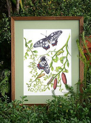 A detailed watercolour painting of a butterfly life cycle, with a white paper background. Branches and leaves of native finger lime bush sweep from the sides through the artwork. At the top middle of the painting, is a Dainty Swallowtail butterfly, wings fully open in flight. Immediately below the butterfly is a side view of the same species of butterfly - it is clinging to a finger lime branch, having just emerged from its coccoon, its wings are almost ready to fly. Under it is the empty brown chrysalis or coccoon it just emerged from. Nearby is another butterfly's coccoon, green and full of life. There is also a caterpillar of this butterfly species, and two tiny eggs resting on a leaf. The butterfly life cycle can be "read" looking from the bottom to the top of the painting. At the bottom right corner of the painting are two ripe red fruits of the finger lime bush. 