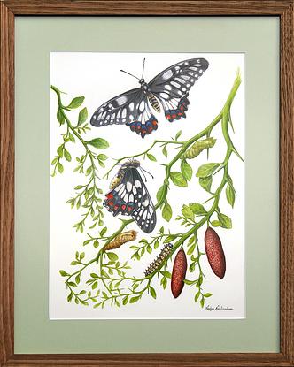 A detailed watercolour painting of a butterfly life cycle, with a white paper background. Branches and leaves of native finger lime bush sweep from the sides through the artwork. At the top middle of the painting, is a Dainty Swallowtail butterfly, wings fully open in flight. Immediately below the butterfly is a side view of the same species of butterfly - it is clinging to a finger lime branch, having just emerged from its coccoon, its wings are almost ready to fly. Under it is the empty brown chrysalis or coccoon it just emerged from. Nearby is another butterfly's coccoon, green and full of life. There is also a caterpillar of this butterfly species, and two tiny eggs resting on a leaf. The butterfly life cycle can be "read" looking from the bottom to the top of the painting. At the bottom right corner of the painting are two ripe red fruits of the finger lime bush. 