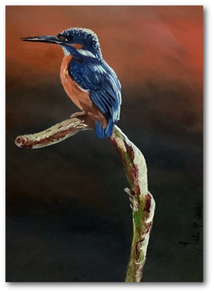 Kingfisher perched on a dead branch exuding peace and contentment!