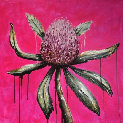 Modern Banksia flower on bright pink