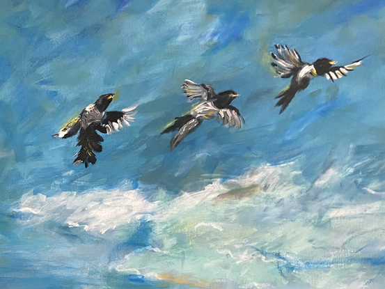 3 magpies soar through the sky in front of Mount Solitary in the Blue Mountains.