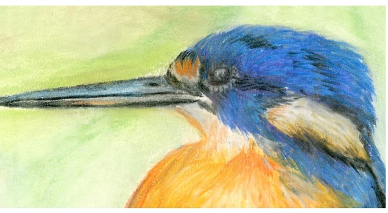 A vibrant orange and blue coloured azure kingfisher is perched on a branch The background is a calming blend of light greens and cream.