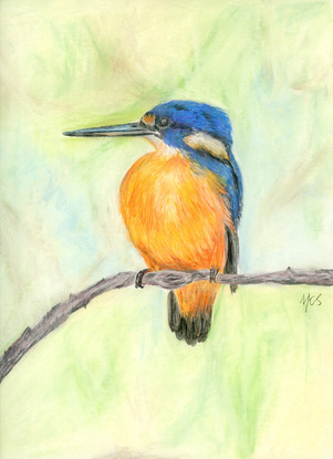 A vibrant orange and blue coloured azure kingfisher is perched on a branch The background is a calming blend of light greens and cream.