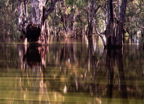 Murrumbidgee River in flood