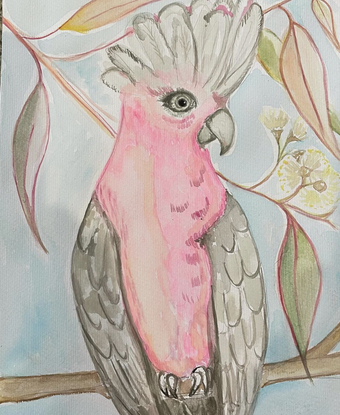 Galah in a gum tree 