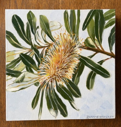 Tree branch with Banksia cone