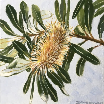 Tree branch with Banksia cone