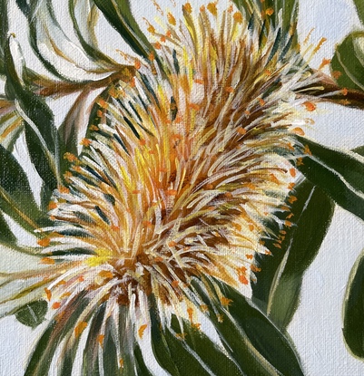 Tree branch with Banksia cone