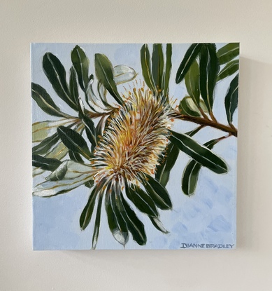 Tree branch with Banksia cone