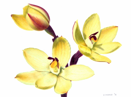 Three lemon-coloured flowers of the Rabbit Ears Sun Orchid, enlarged about 5 times life size.