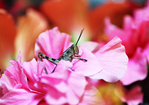 Got the fright of my life one morning while photographing my mother's flowers that she picks from her own garden. This little guy popped his head out to say hello whilst eating his breakfast 