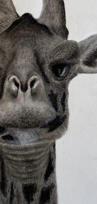 Portrait of a giraffe. Simple & photorealistic, goes with anything making it easy to hang up or display in any setting. 