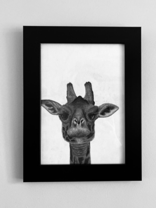 Portrait of a giraffe. Simple & photorealistic, goes with anything making it easy to hang up or display in any setting. 