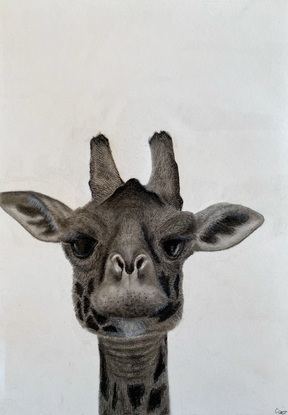 Portrait of a giraffe. Simple & photorealistic, goes with anything making it easy to hang up or display in any setting. 