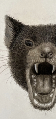 Portrait of a Tasmanian Devil. Simple & photorealistic, goes with anything making it easy to hang up or display in any setting. 