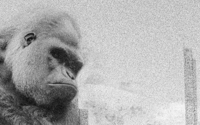 This photomontage was created as  an exploration into the mind of Rigo, a male silverback gorilla photographed in 1995 after 4 years of 16 living in solitary at Melbourne Zoo.
Comprising of four shots merged from the one roll of film taken with a Nikon FM2 and scanned with a Minolta 5400 with the he addition of a digital shot, to add colour, taken from Killen Falls.
