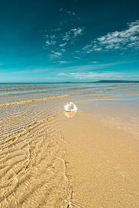 Sea shell and ripples on a sunny day with waves and low tide on a sandy beach on the Mornington Peninsula in Victoria.