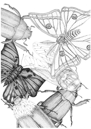 Entomology Study using Stippling  