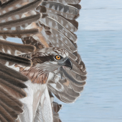 Osprey with fully open wings