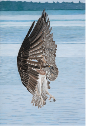 Osprey with fully open wings