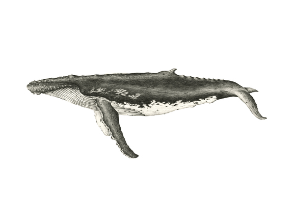 Southern Humpback Whale- Fine Art Reproduction print 1 of 20