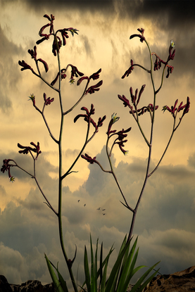 Botanical landscape photography of native Australian flowers