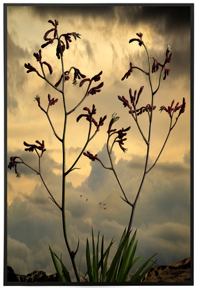 Botanical landscape photography of native Australian flowers