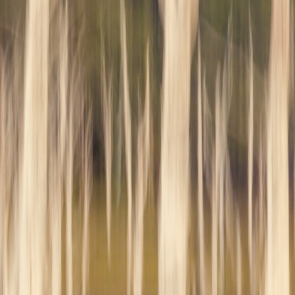 River RunsThrough from the body of work - ‘Ordinary Interesting -  Landscape Whispers’. A single shot in camera by emerging artist Ann Parrott with a Limited Edition of 21. Captured on the Springbrook Road in the Gold Coast Hinterland.