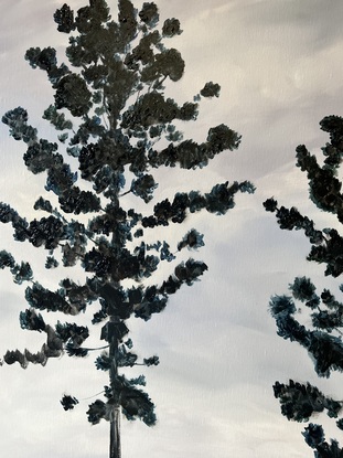 Bunya pine trees with lightening, lighting up the sky behind.