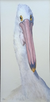 Pelican Portrait in semi profile to the right. Soft blush pink and grey on off white background.  Framed in a soft blush pink washed wood frame.