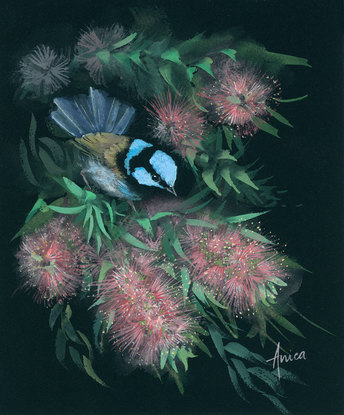 A blue wren perched in pink bottlebrush