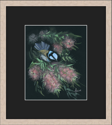 A blue wren perched in pink bottlebrush