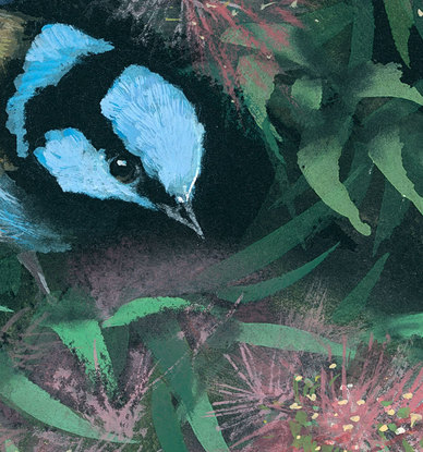 A blue wren perched in pink bottlebrush