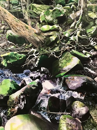 A tree with twisted roots on the edge of a creek bed.