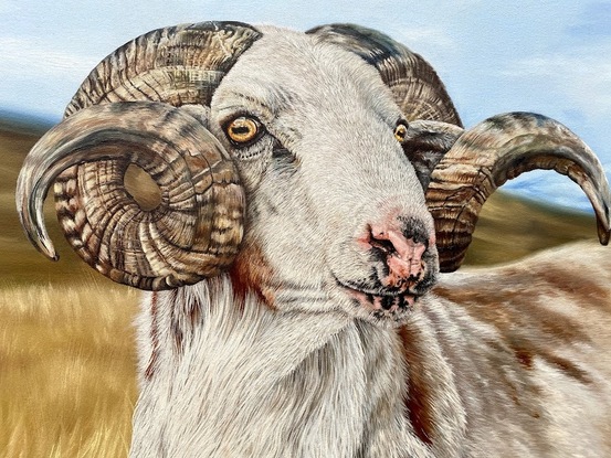 An oil painting depicting a brown and white ram sheep with impressive horns, standing proud among mountains and dry Australian farmland grass.