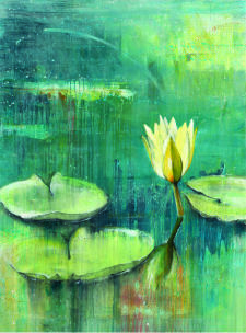 Close up of Water lilies and flower on the water