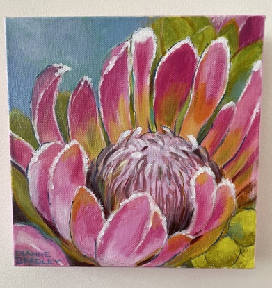 Pink Protea on sky blue background