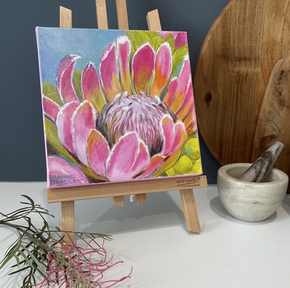 Pink Protea on sky blue background