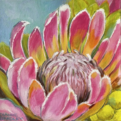 Pink Protea on sky blue background